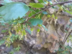 snowy gooseberry thumbnail 1