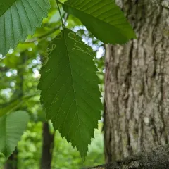 Elm Agromyzid Leafminer thumbnail 2