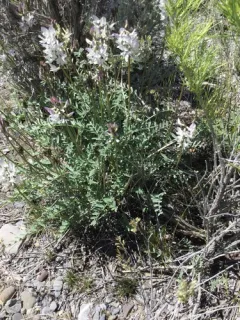 Railhead Milkvetch thumbnail 4