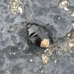 Two-lined Burrowing Bug thumbnail 3