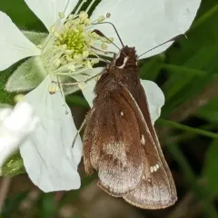 Dusted Skipper thumbnail 2