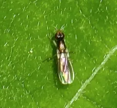 Psila collaris thumbnail 3