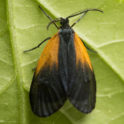 Orange-patched Smoky Moth