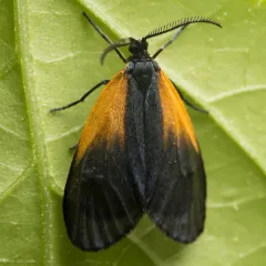 Orange-patched Smoky Moth thumbnail 1