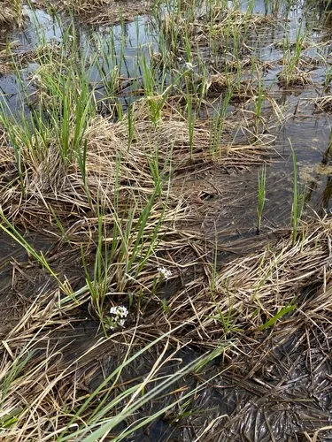 Mackenzie River Yellowcress