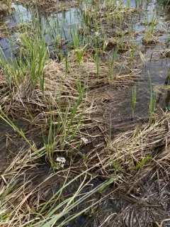 Mackenzie River Yellowcress thumbnail 1