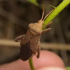Helmeted Squash Bug thumbnail 1