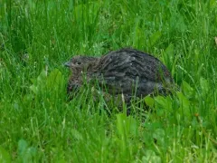 Japanese Quail thumbnail 4