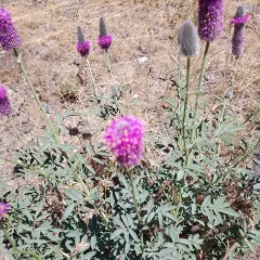 Blue Mountain Prairie Clover thumbnail 4