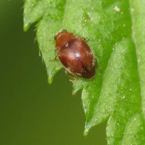 Scymnus difficilis