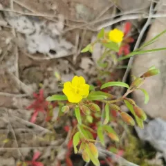 Small Sundrops thumbnail 3