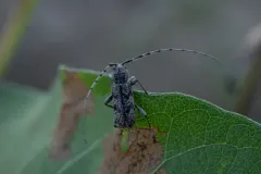 Brothylus conspersus thumbnail 2