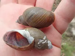 Mammoth Lymnaea thumbnail 2