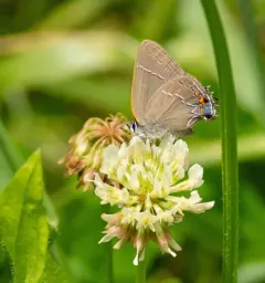 Oak Hairstreak thumbnail 2