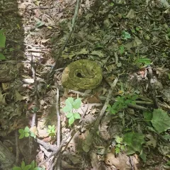 Timber Rattlesnake thumbnail 2