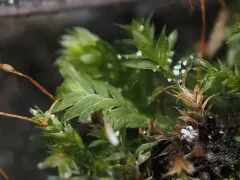 Lesser Pocket-moss thumbnail 3