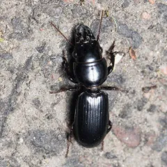Scarites quadriceps thumbnail 1
