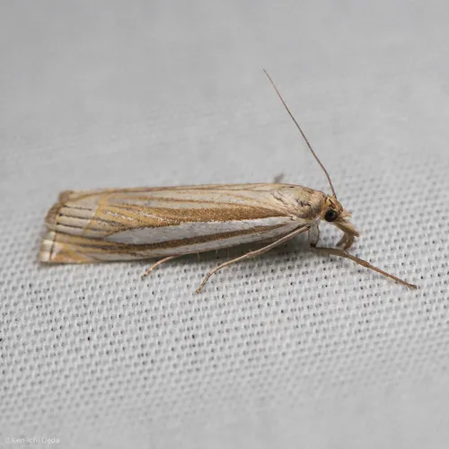 Eastern Grass-veneer