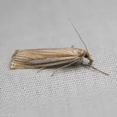 Eastern Grass-veneer thumbnail 1