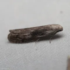 Aphomia fulminalis thumbnail 1