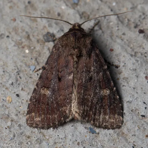 Goodell's Arches Moth