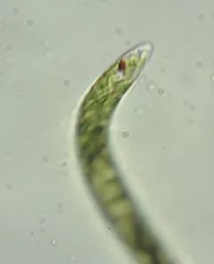 Euglena mutabilis thumbnail 4