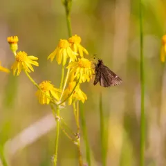 Common Roadside-Skipper thumbnail 3
