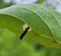 Coleophora cornella thumbnail 2