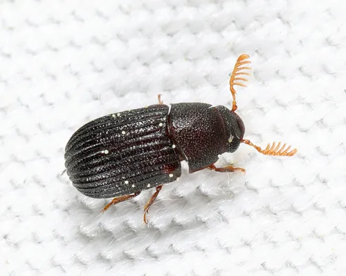 Eastern Rhipidandrus