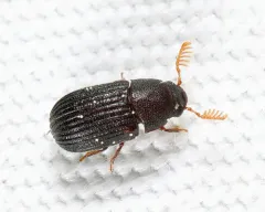 Eastern Rhipidandrus thumbnail 1
