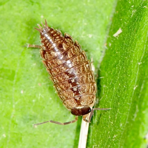 Common Striped Woodlouse