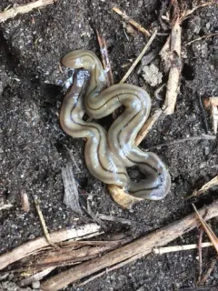Three-lined Land Planarian thumbnail 2