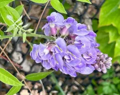 American wisteria thumbnail 4