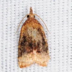 Black-shaded Platynota Moth thumbnail 4