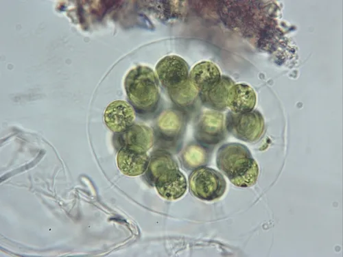 Eudorina elegans