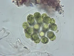 Eudorina elegans thumbnail 1