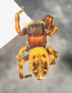 Black-marked Jumping Spider thumbnail 3