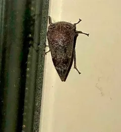 Ophiderma salamandra thumbnail 4
