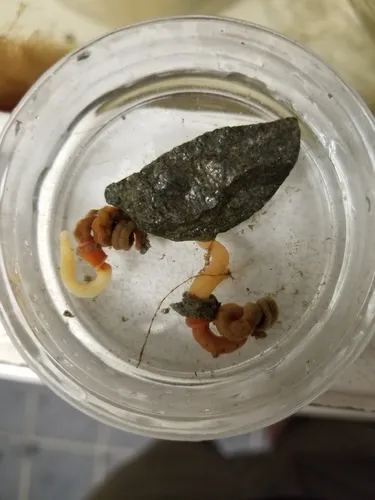 Maine Acorn Worm