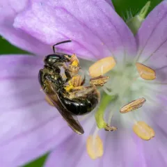 Black-and-green Metallic-Sweat bee thumbnail 3