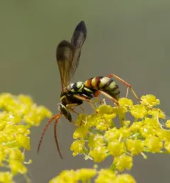 Interrupted Spider Wasp thumbnail 3