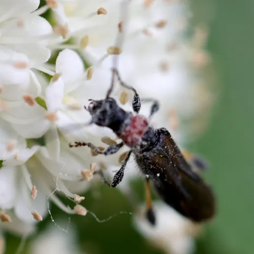 Blood-necked Longhorn Beetle