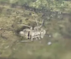 woodland barklouse thumbnail 1