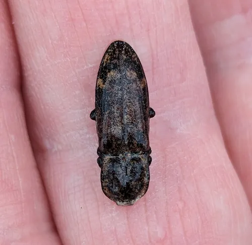 Short-horned Click Beetle