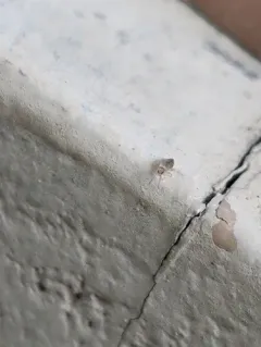 Dimorphic Springtail thumbnail 3