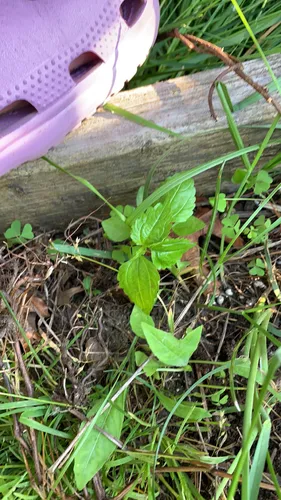 Siam weed