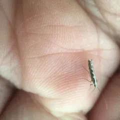 Diamondback Moth thumbnail 2