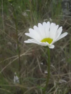 Oxeye daisy thumbnail 2