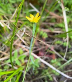 Golden-eyed Grass thumbnail 3