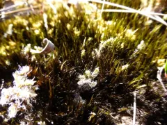 Cliff Campylopus thumbnail 2